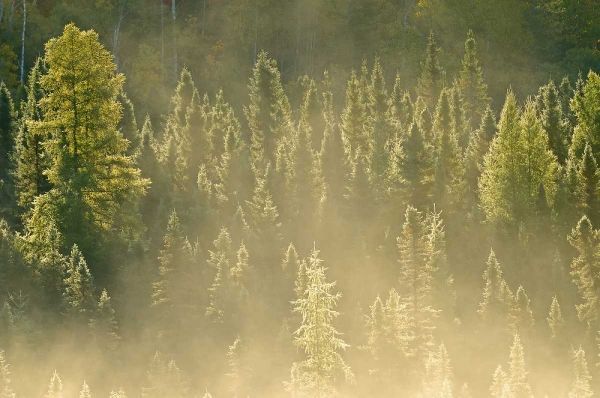 Canada, Worthington Conifers in morning fog